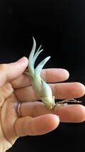 Tillandsia 'Merlin' (T.streptophylla x pseudobaileyi) from Tropiflora エアープランツ ティランジア_画像3