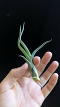 Tillandsia 'Ty' (T. ehlersiana x bulbosa)？ ティランジア エアプランツ _画像2