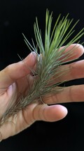 Tillandsia funckiana from Tropiflora エアープランツ ティランジア_画像2