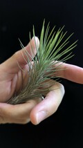 Tillandsia funckiana from Tropiflora エアープランツ ティランジア_画像5