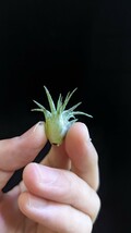  Tillandsia ionantha ‘Zebrina’ from Jeery Domingo ティランジア エアプランツ イオナンタ_画像5