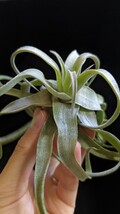  Tillandsia streptophylla from Thailand ティランジア エアプランツ _画像5