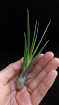 Tillandsia bulbosa belize (large form) x ionantha from Jerry Domingo ティランジア エアプランツ イオナンタ_画像6