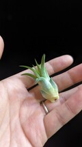 Tillandsia 'Big Hawaiian' (T.‘Apretado BRT’ × ionantha var. maxima) from Jerry Domingo ティランジア エアプランツ イオナンタ_画像5