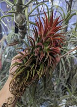 Tillandsia 'Big Hawaiian' (T.‘Apretado BRT’ × ionantha var. maxima) from Jerry Domingo ティランジア エアプランツ イオナンタ_画像1