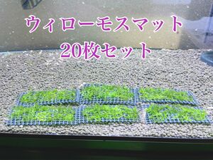 【数量限定】そのまま使えるウィローモス 6cm×4cm 20枚セット　南米ウィローモス無農薬　24時間以内配送