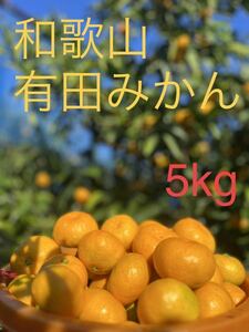 【送料無料】和歌山 有田みかん 極早生 マルチ栽培 5kg 家庭用11