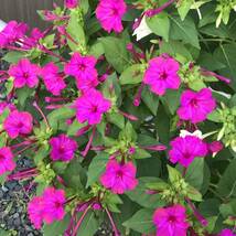 オシロイバナの種(濃いピンク) 20粒　　　　　花の種_画像5