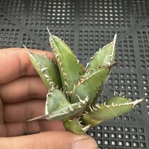 20D AGAVE TITANOTA　FO-076 アガベ　チタノタ　子株_画像3