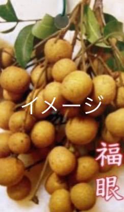 特選苗 ロンコン 苗木 接木2年生 1本 送料込 #ランサ #ランソネス