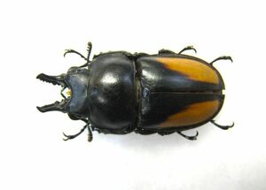 [ specimen ] rare pnktulatus maru spring stag beetle ( Vietnam Chuubu DaNang)*30.2 millimeter A2
