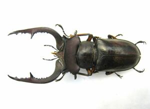 [ specimen ] cooler tsu Miyama stag beetle (. name . kind : four river . south part Liangshan)*61.8 millimeter 