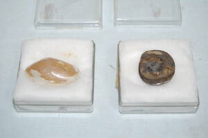 化石　2点　★二枚貝/サルボウガイ　★ゴニアタイト（約4億年前）まとめて