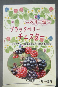 即決985円♪ブラックベリー◇チェスター◇