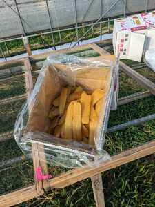 ★全国送料無料★新芋　茨城県産 新芋　干し芋　木小屋のほしいも　紅はるか　平干し　2ｋｇ　完全天日干し①