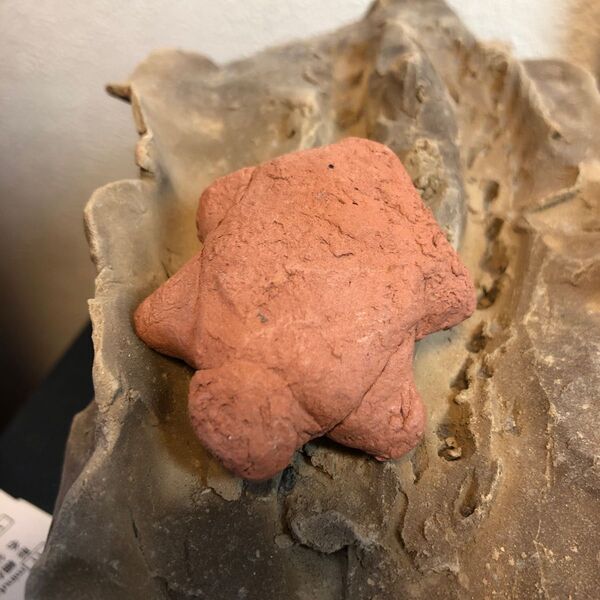 粘土で作った小亀(非売品)