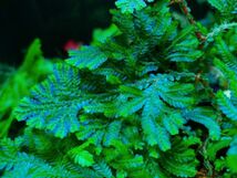 Selaginella willdenowii 検索)セラギネラ セラジネラ パルダリウム コケリウム シダ_画像3