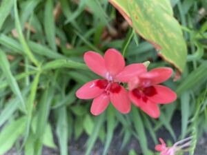 ヒメヒオウギ　姫檜扇　種子15粒　可憐　朱赤の花