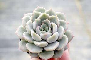 【極上品】エケベリア ミックスベリア プリンセスティアラ Echeveria 'Princess tiara' 多肉植物 おらいさん 自家繁殖苗