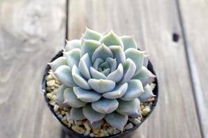 【極上品】エケベリア ミックスベリア プリンセスティアラ Echeveria 'Princess tiara' 多肉植物 おらいさん 自家繁殖苗