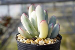 【レア種】コチレドン 福娘錦 モダンガール Cotyledon orbiculata 'Oophylla' f.variegata 多肉植物 自家繁殖苗 子株付き