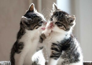 Два котята из двух котят PET Cats милый кошачий стиль стиль обои плакат плакат A1 версия 830 × 585 мм уплотнение 006A1