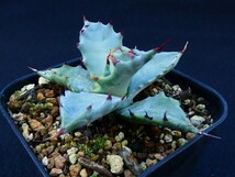 コロラータ白岳殿　Agave colorata“Hakugakuden” 多肉植物 アガベ 抜き苗_画像9