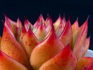 アガボイデス エボニー×ロメオ （agavoides'Ebony'×agavoides'Romeo'） 多肉植物 エケベリア 抜き苗