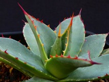 シーマニアナ×イシスメンシス◆親株写真あり◆発根済の子株◆ Agave seemaniana×isthmensis　多肉植物 国内育成_画像3