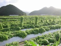 丹波山の芋つくね芋の栽培風景