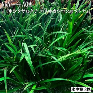 水草 水中葉 無農薬 ホシクサ sp クチ 3株 エリオカウロン ベトナム 水槽 アクアリウム 前景草 中景草