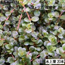 水草 水上葉 無農薬 ロタラ ロトンディフォリア 福建省 20本 水槽 アクアリウム ビオトープ ロタラロトンジフォリア_画像2