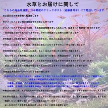 水草 水上葉 無農薬 ロタラ ロトンディフォリア 福建省 20本 水槽 アクアリウム ビオトープ ロタラロトンジフォリア_画像6