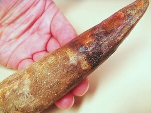 化石 スピノサウルスの歯 巨大 恐竜の歯 博物館級 恐竜 白亜紀 モロッコ 標本 鉱物 観賞石 銘石 原石 鉱石 中生代白亜紀 水石 インテリア