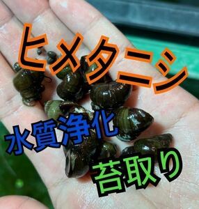 ヒメタニシ 20個＋α 水質浄化！苔取り！②