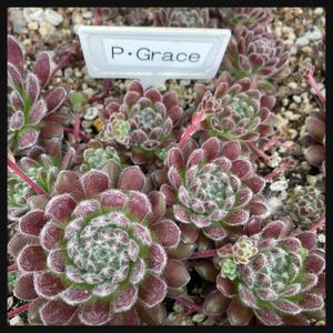 22.【Pacific Grace】2株 Sempervivum センペルビウム 多肉植物 