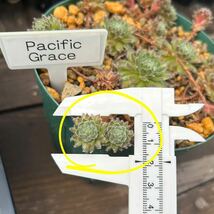 22.【Pacific Grace】2株 Sempervivum センペルビウム 多肉植物 _画像2