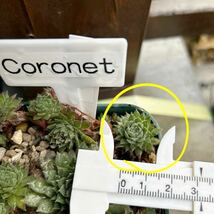 1.【Coronet】Sempervivum センペルビウム 多肉植物 _画像2