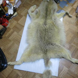 コヨーテ　狼　尻尾取れている　フサフサ　肌触り良し　大自然の神秘　毛の状態はよし　縦118cm(尻尾含まず)重さ850g　古道具やi (アイ)