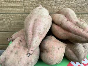 種子島産安納芋紅品種2Lサイズ以上。9月掘り起こし芋送料込価格20キロ。