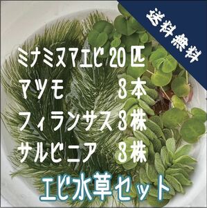 ミナミヌマエビ 20匹水草 3点セット (水槽のコケ取り、メダカにも)