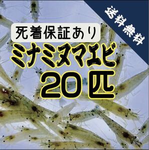 ミナミヌマエビ 20匹＋α (保証あり)