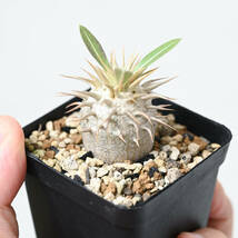 NAY23-324【自家採種実生苗】パキポディウム　エブレネウム　 Pachypodium eburneum エブルネウム_画像1