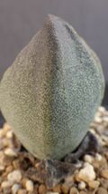 多肉植物　プレイオスピロス　青鸞　実生苗　メセン科　典型的な冬型_画像1