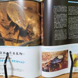 AQUA Navi（アクアナビ）アロワナ類とその一族BIRDER4月号別冊 文一総合出版 熱帯魚 古代魚 肉食魚 観賞魚の画像7