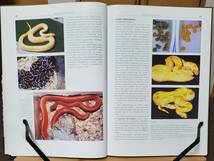 Albinos Color and pattern mutations of snakes and other reputiles アルビノ爬虫類の図鑑　Stefan Broghammer著　英語版_画像4