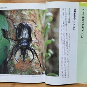 動物百科 BEETLES カブトムシの百科 海野和男（著） データハウスの画像5