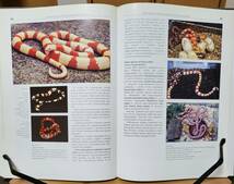 Albinos Color and pattern mutations of snakes and other reputiles アルビノ爬虫類の図鑑　Stefan Broghammer著　英語版_画像6