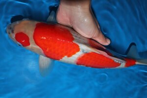 【魚酔#CA-265】綺麗な紅してます！ 川上養鯉場産 五色 2022年産 40cm