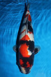 【魚酔#CA-262】大日養鯉場産 昭和三色 2022年生 43cm